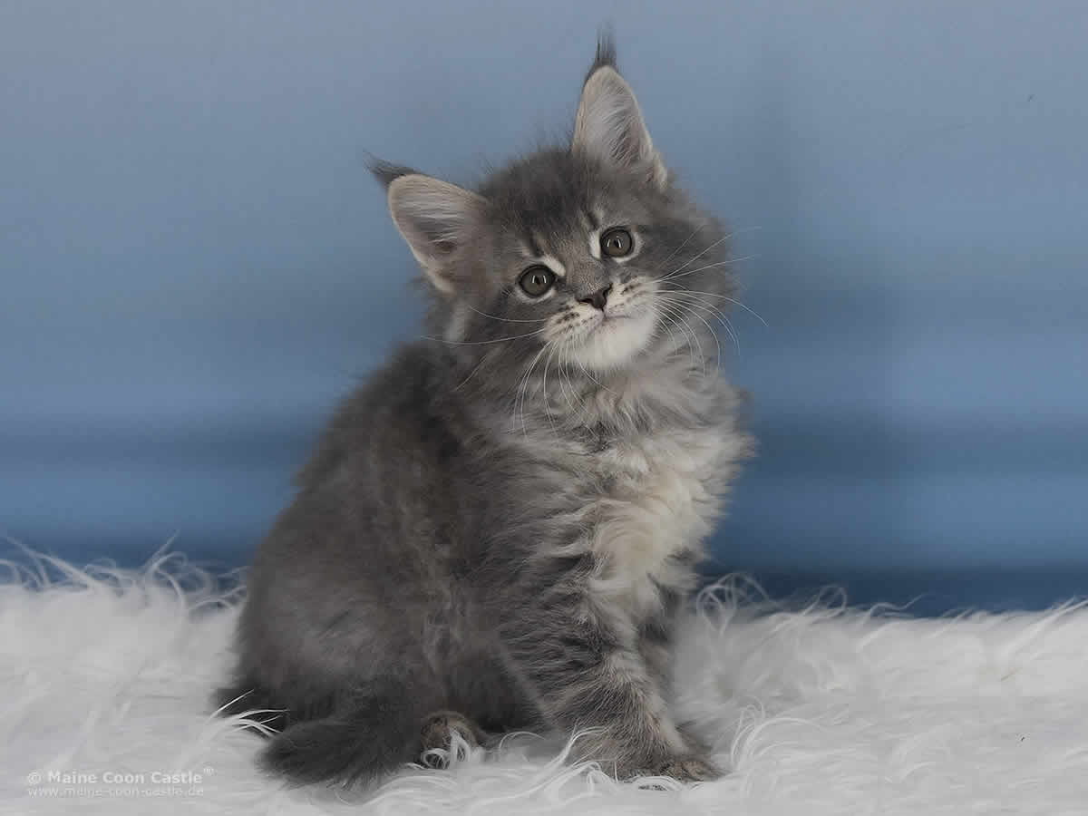 Ruby 8 Wochen alt, 1171g Maine Coon Baby Ruby 8 Wochen alt