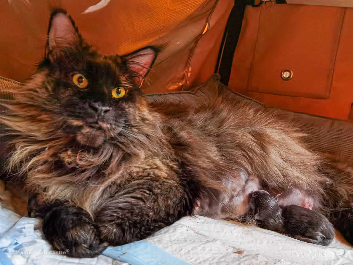Anna Geburt S3 Wurf Katzengeburt: XXL Maine Coon Katze Anna mit ihren Maine Coon Babys