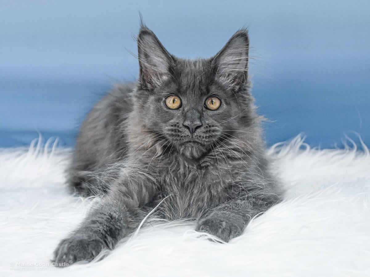 Sam of Maine Coon Castle Sam of Maine Coon Castle