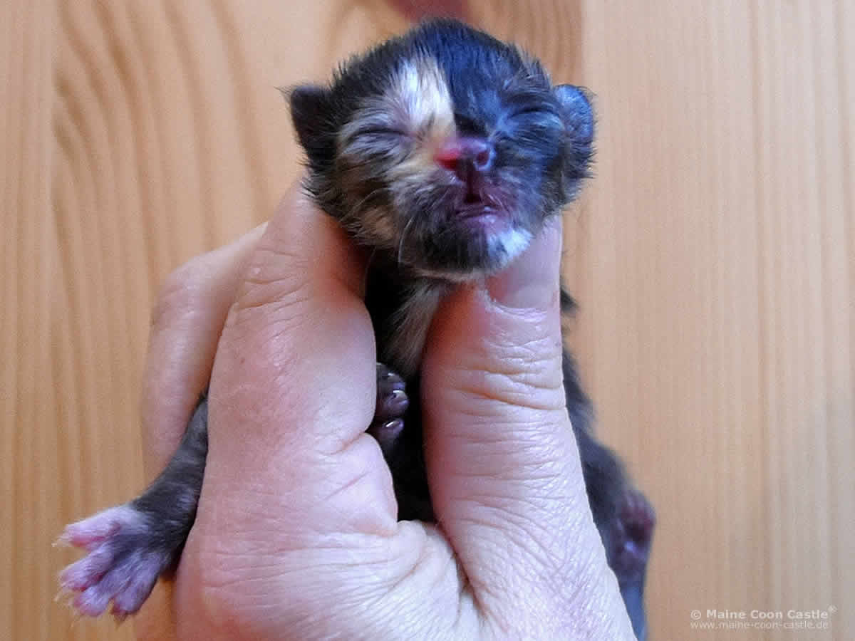 Samantha 1 Tag alt Maine Coon Kitten Samantha 1 Tag alt
