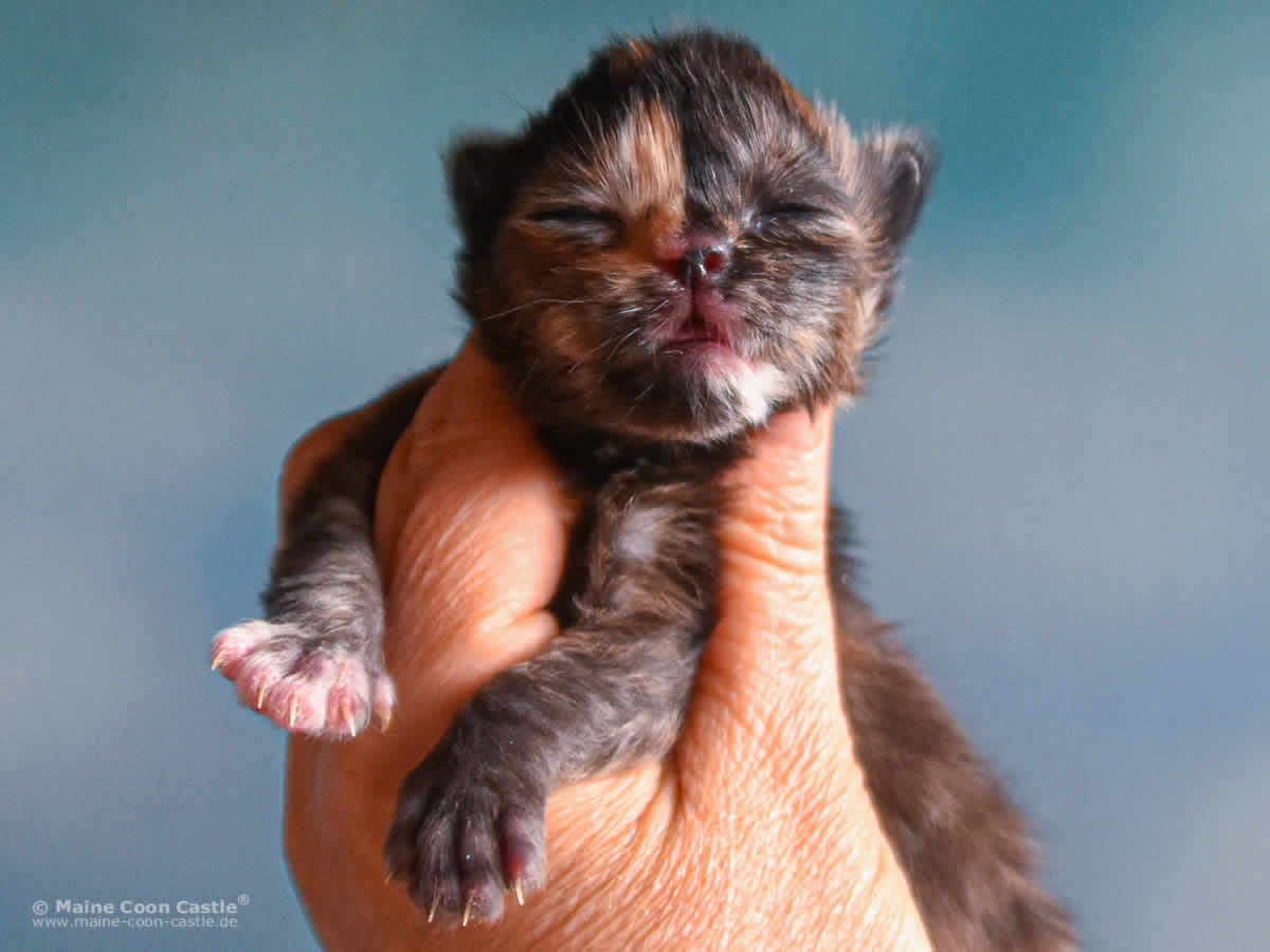 Samantha 1 Woche alt, 204 g Maine Coon Kitten Samantha 1 Woche alt