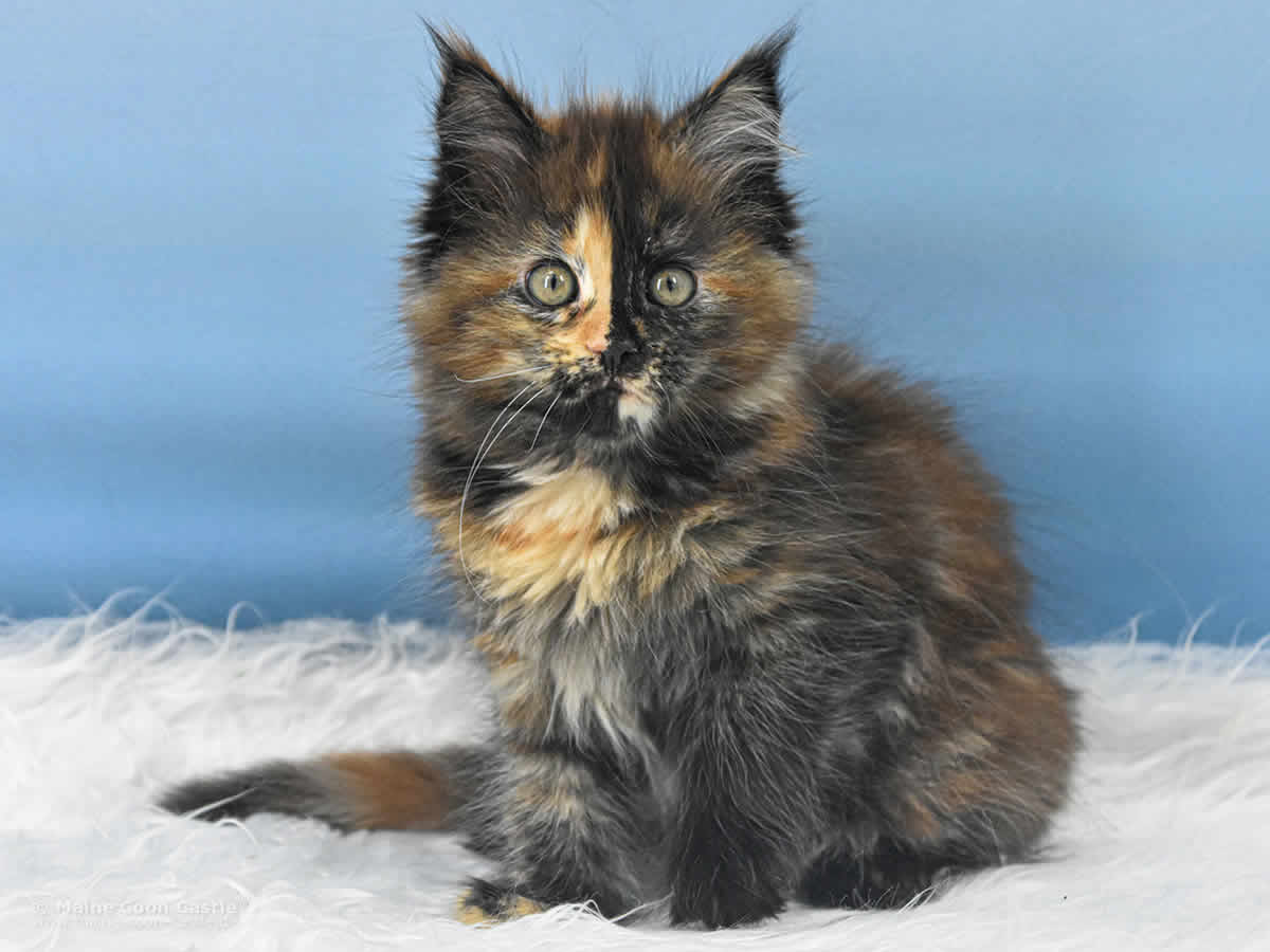 Samantha 10 Wochen alt, 1145 g buntes Maine Coon Kitten Samantha 10 Wochen alt