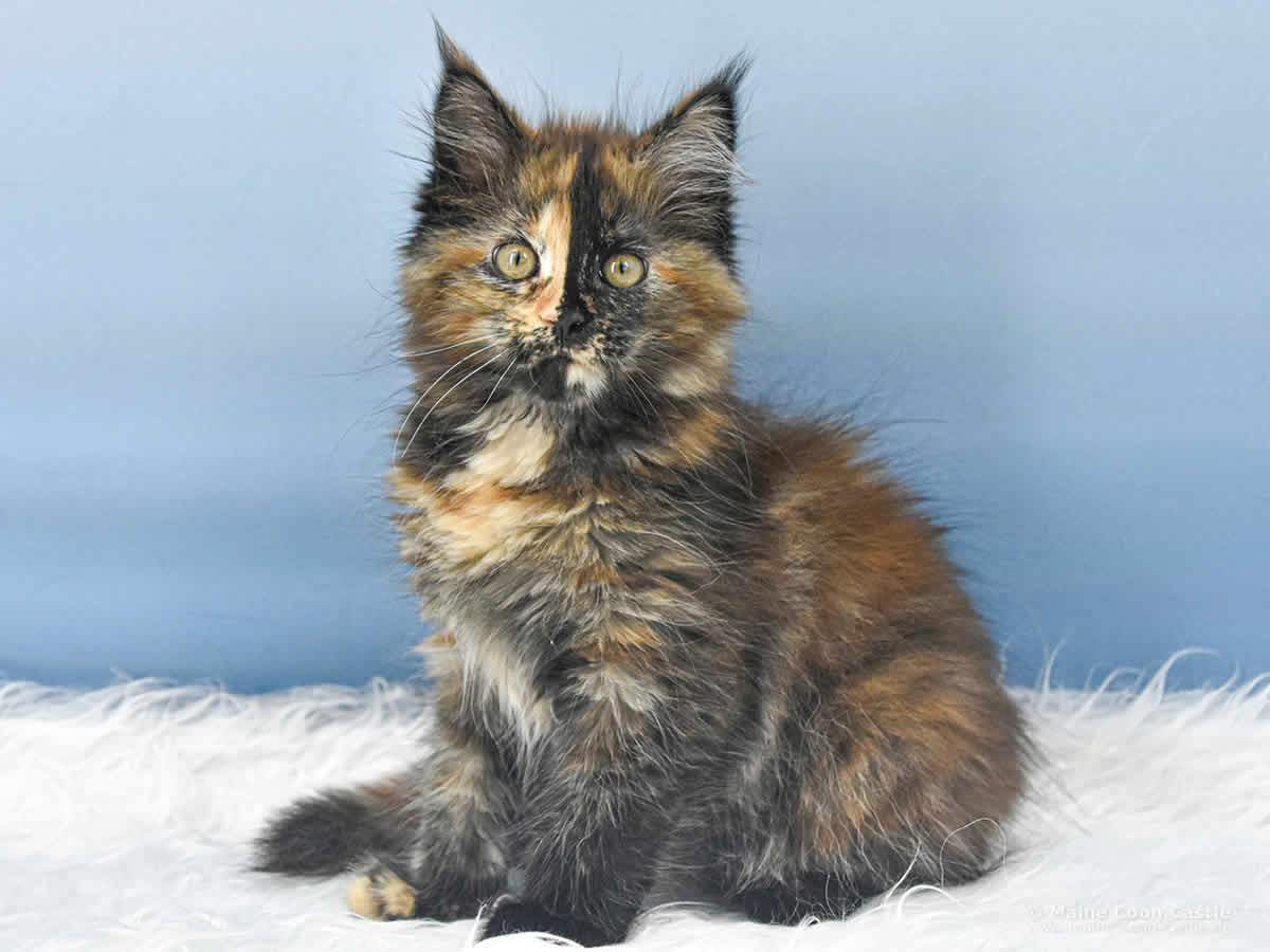 Samantha 12 Wochen alt, 1360 g buntes Maine Coon Kitten Samantha 12 Wochen alt