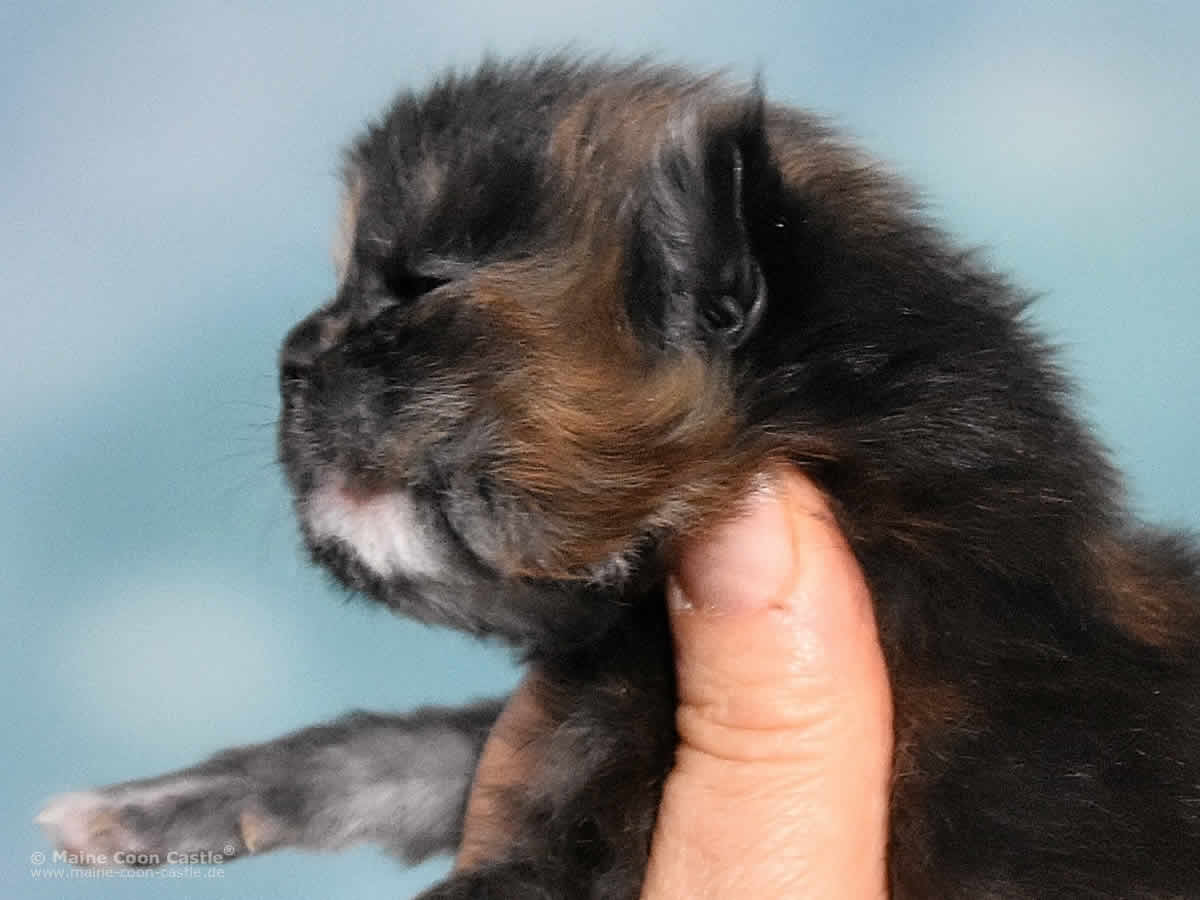 Samantha 2 Wochen alt Maine Coon Kitten Samantha 2 Wochen alt