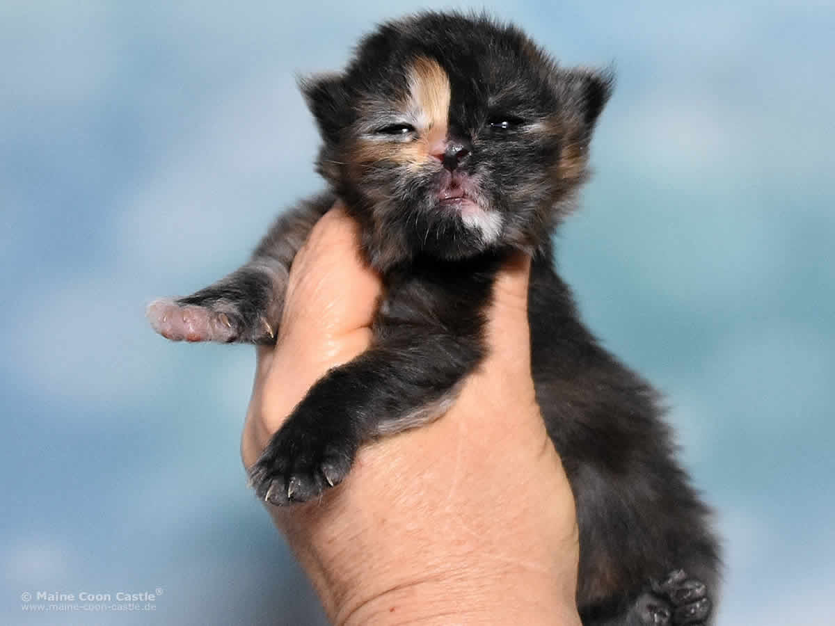 Samantha 2 Wochen alt, 299 g Maine Coon Kitten Samantha 2 Wochen alt