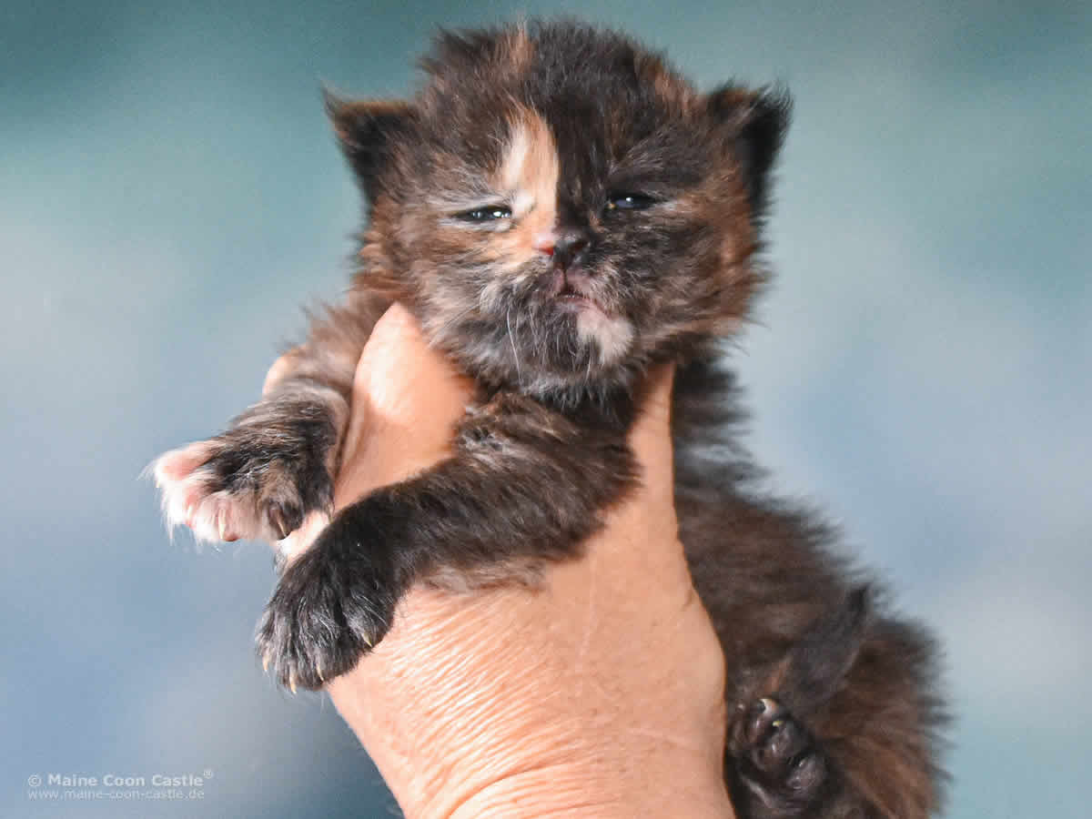 Samantha 3 Wochen alt, 405 g Maine Coon Kitten Samantha 3 Wochen alt