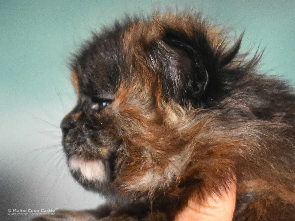 Samantha 4 Wochen alt Maine Coon Kitten Samantha 4 Wochen alt