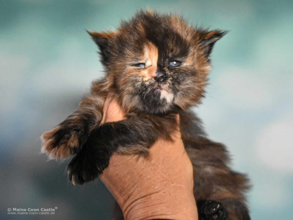 Samantha 4 Wochen alt, 502 g Maine Coon Kitten Samantha 4 Wochen alt