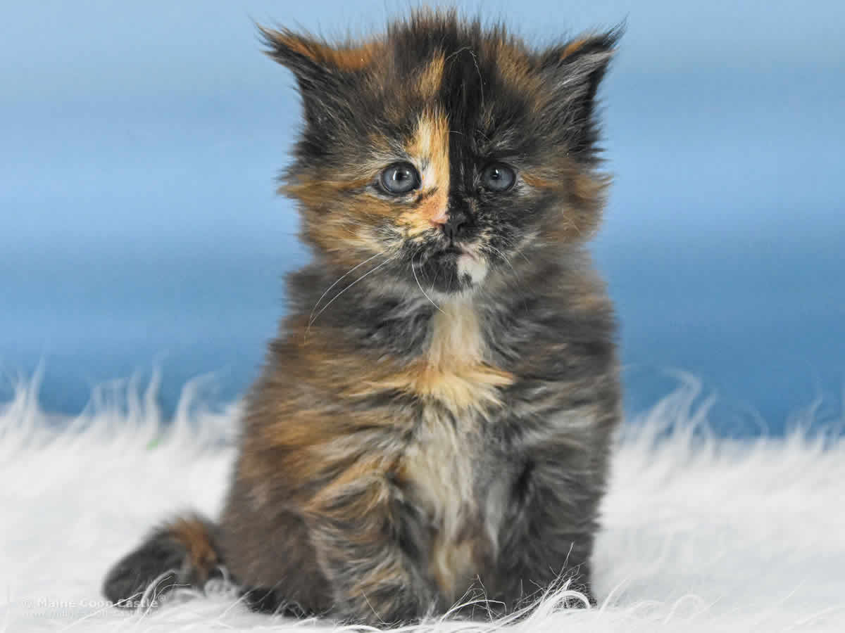 Samantha 5 Wochen alt, 612 g Maine Coon Kitten Samantha 5 Wochen alt