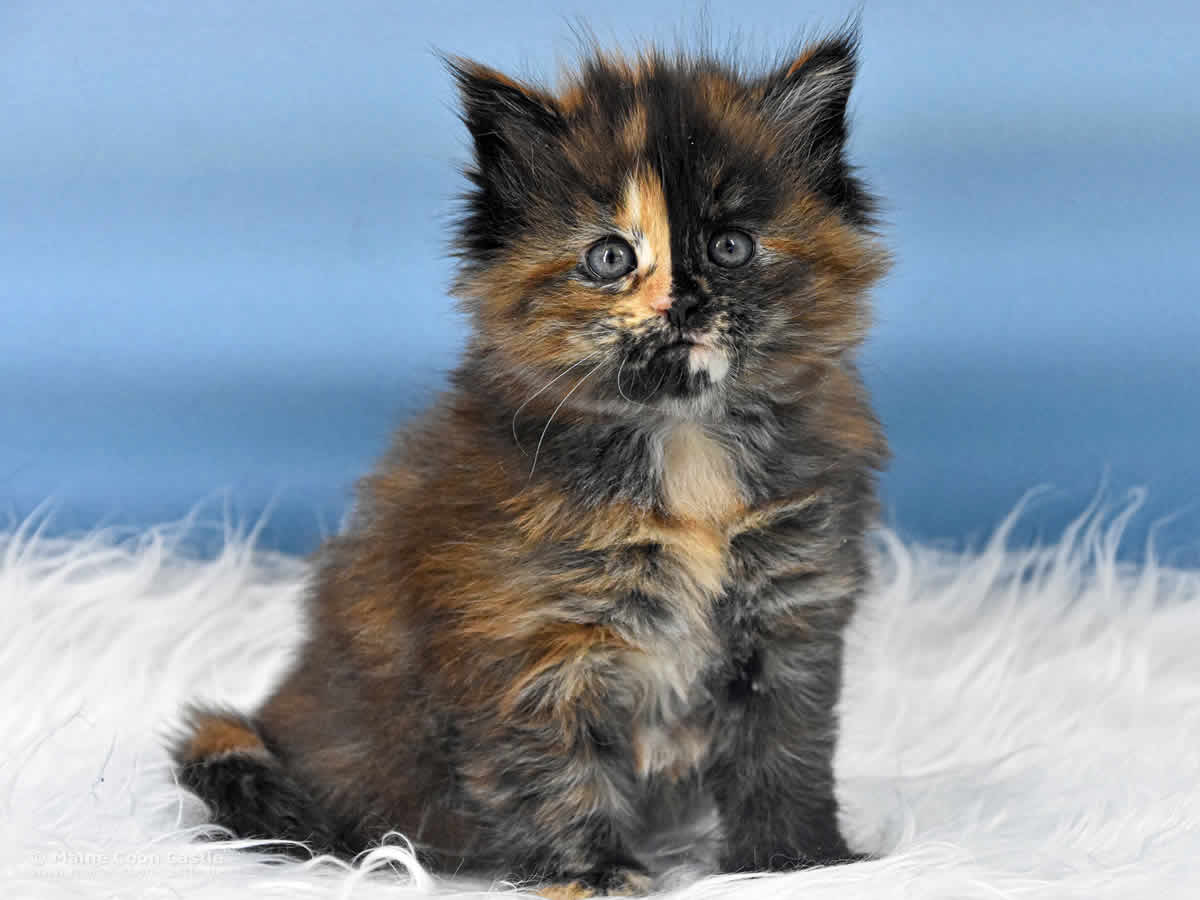 Samantha 6 Wochen alt, 715 g Maine Coon Kitten Samantha 6 Wochen alt