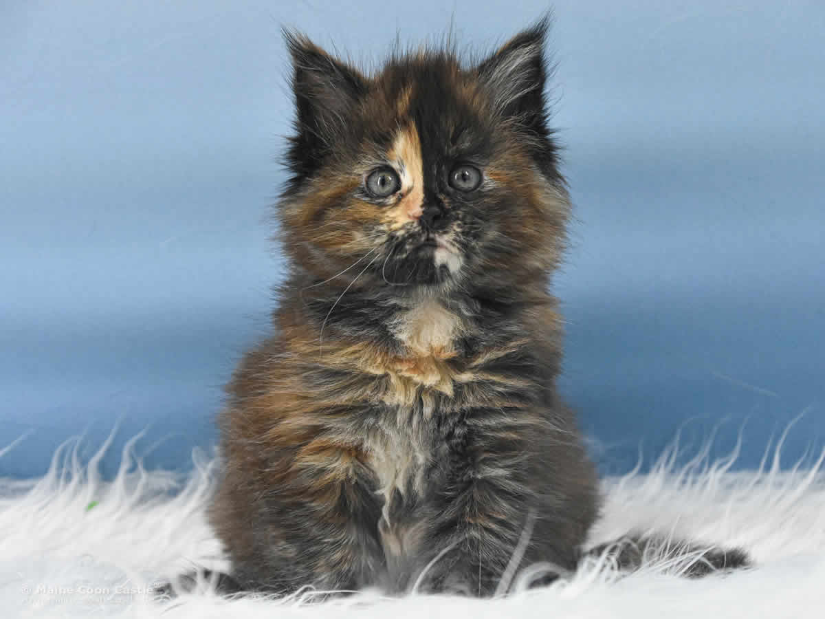 Samantha 7 Wochen alt, 835 g Maine Coon Kitten Samantha 7 Wochen alt