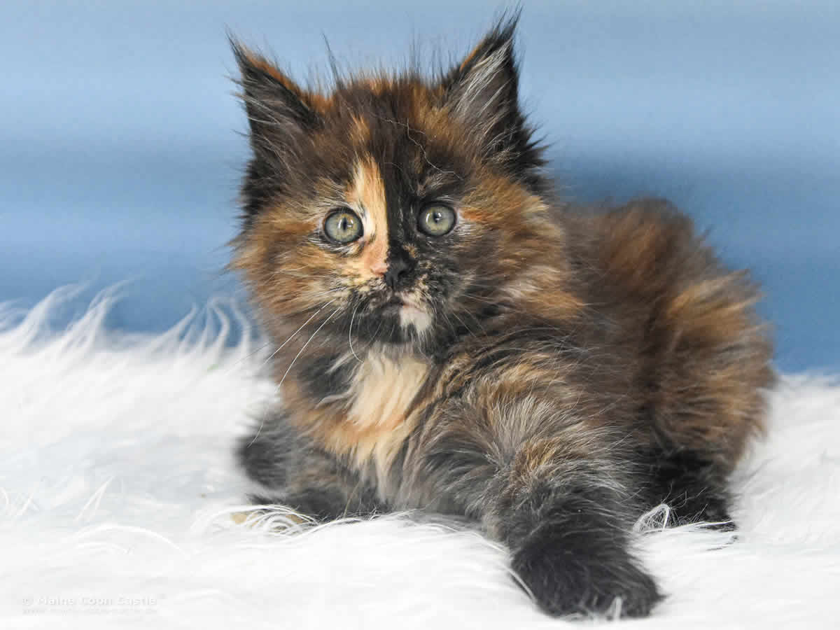 Samantha 8 Wochen alt, 940 g buntes Maine Coon Kitten Samantha 8 Wochen alt