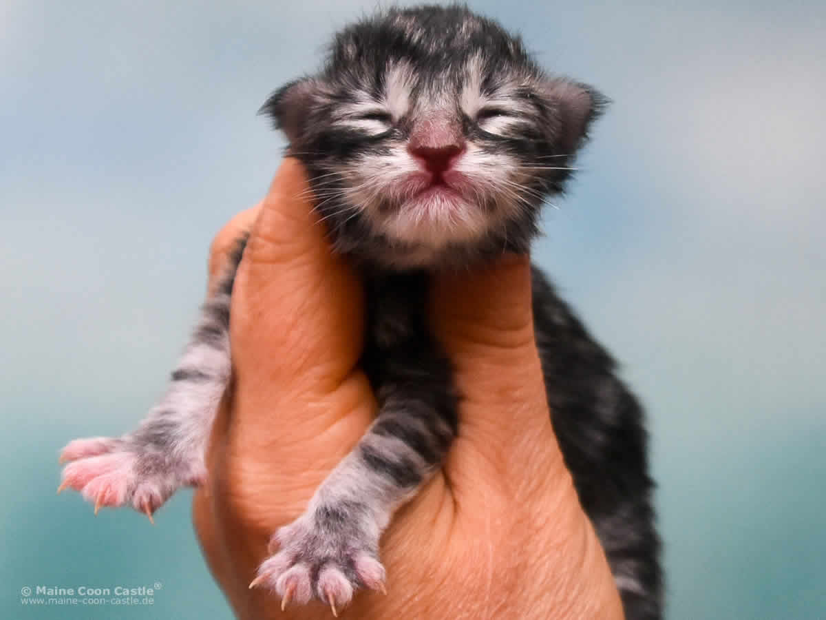 Tara 1 Tag alt Maine Coon Kitten Tara 1 Tag alt