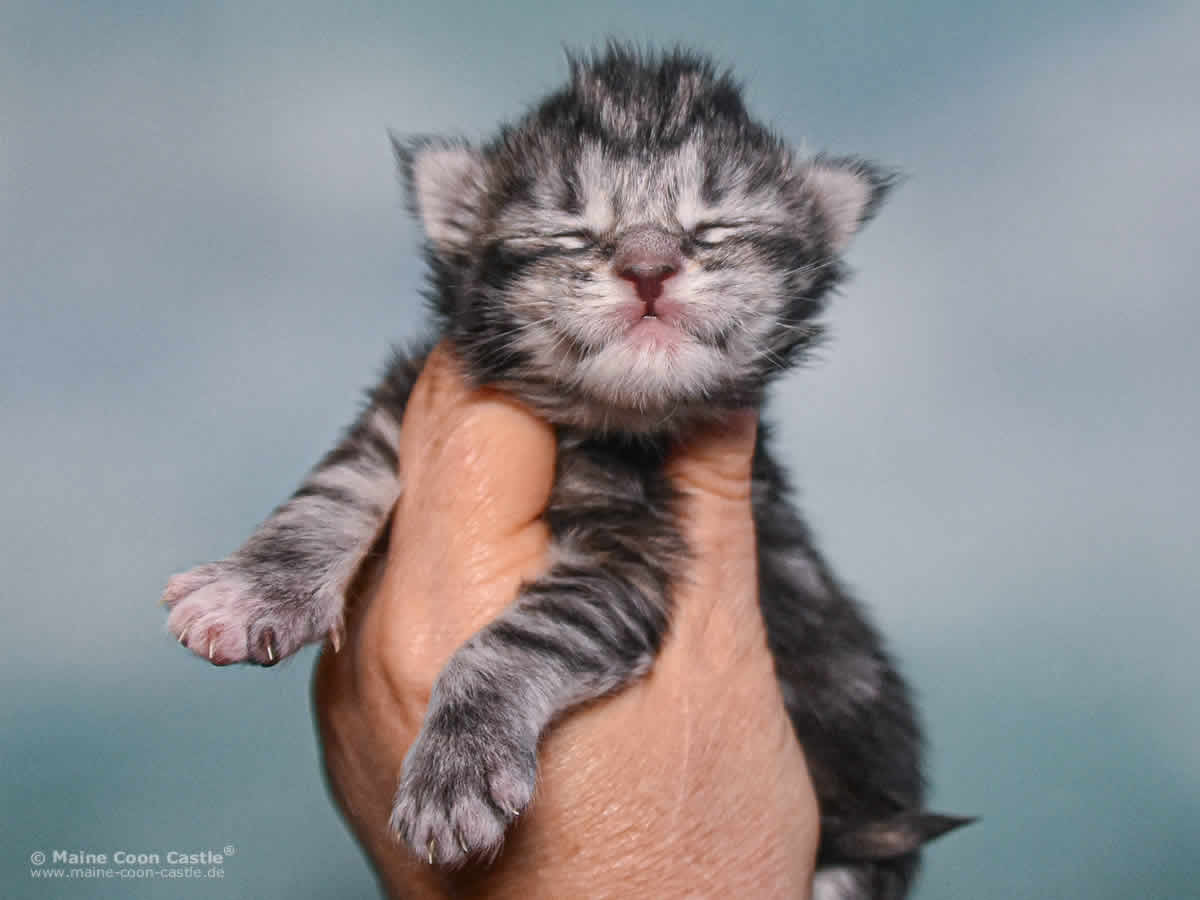 Tara 1 Woche alt, 270 g Maine Coon Kitten Tara 1 Woche alt