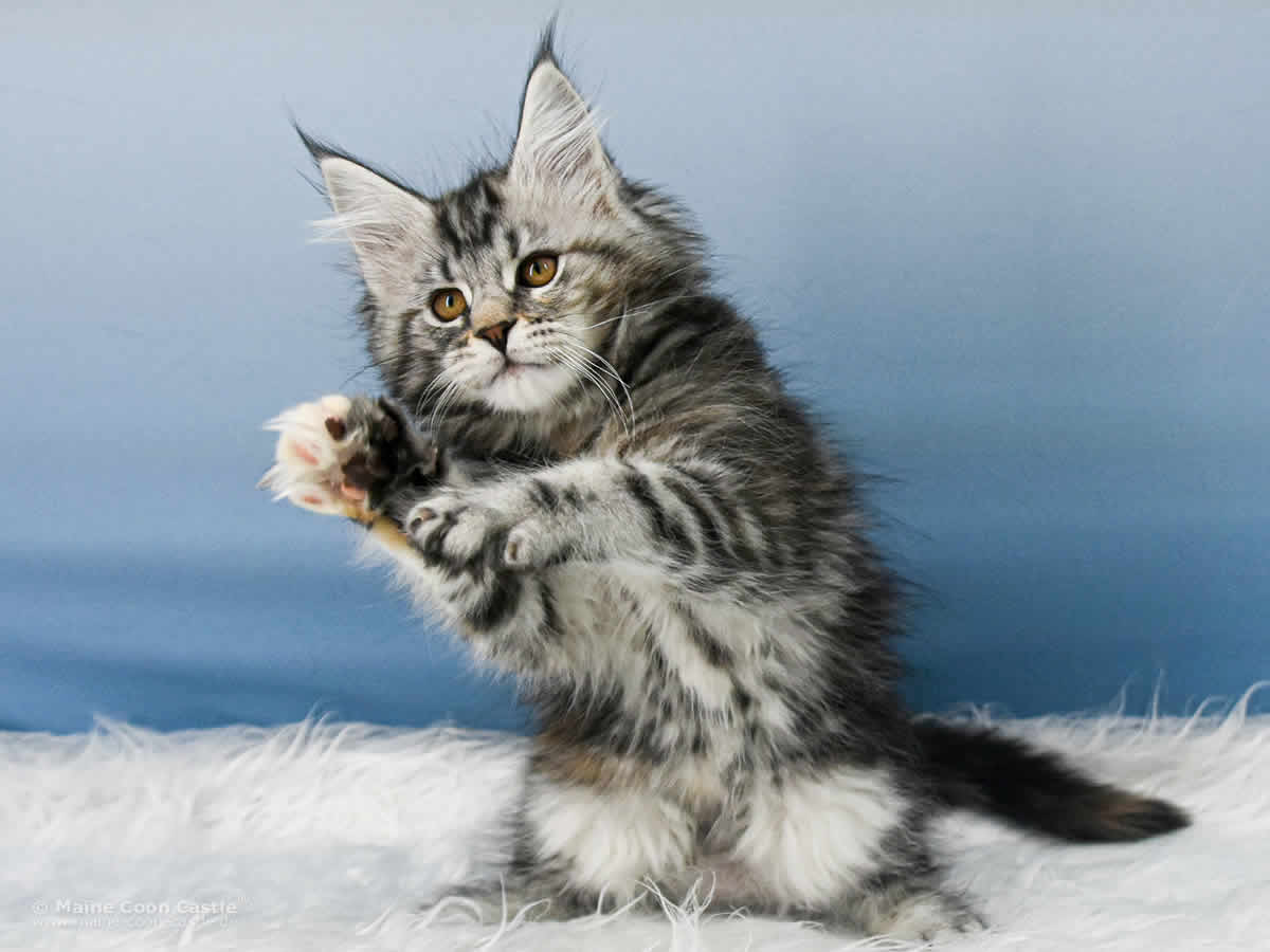 Tara 10 Wochen alt, 1510 g Maine Coon Kitten Tara 10 Wochen alt