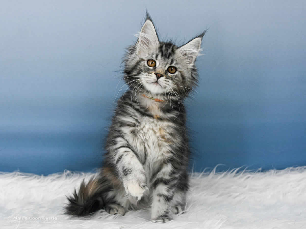 Tara 10 Wochen alt, 1510 g Maine Coon Kitten Tara 10 Wochen alt