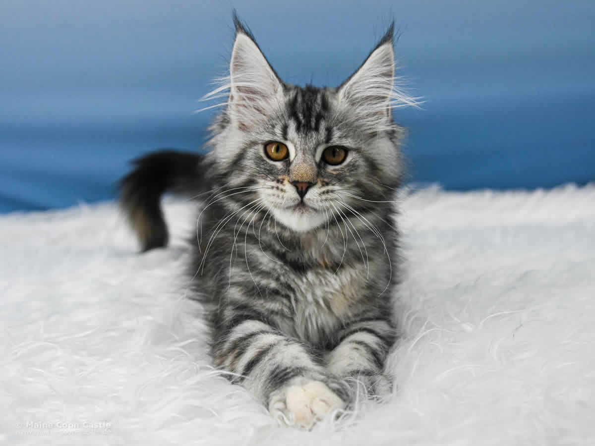 Tara 12 Wochen alt, 1865 g Maine Coon Kitten Tara 12 Wochen alt