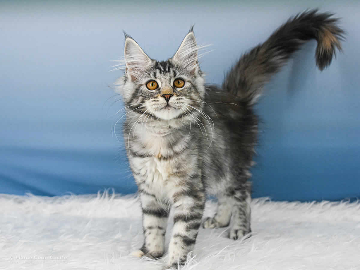 Tara of Maine Coon Castle Tara of Maine Coon Castle