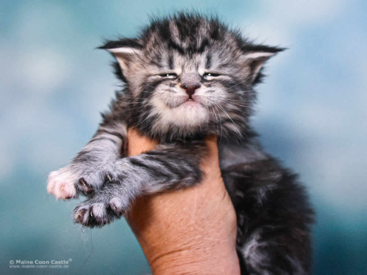 Tara 3 Wochen alt, 546 g Maine Coon Kitten Tara 3 Wochen alt