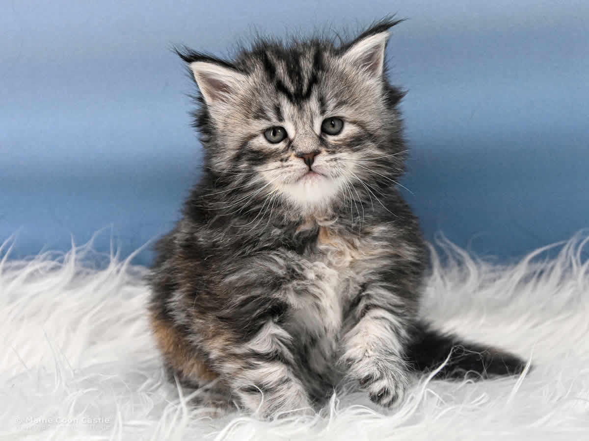 Tara 4 Wochen alt, 658 g Maine Coon Kitten Tara 4 Wochen alt