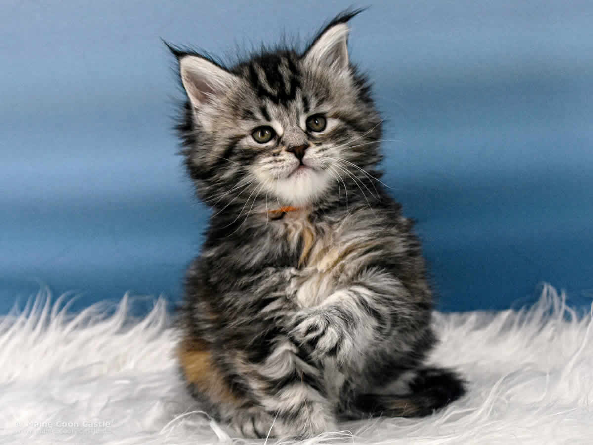 Tara 5 Wochen alt, 771 g Maine Coon Kitten Tara 5 Wochen alt