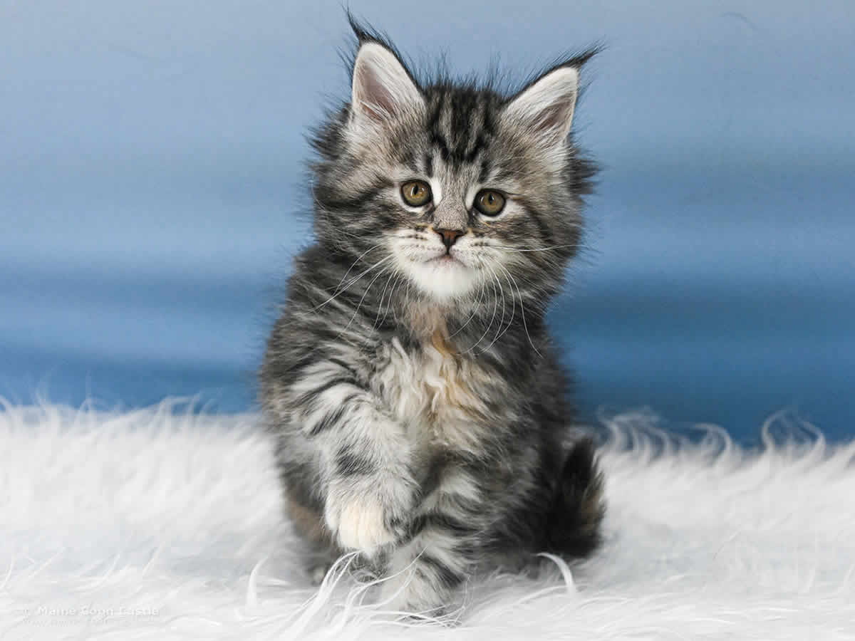 Tara 6 Wochen alt, 863 g Maine Coon Kitten Tara 6 Wochen alt