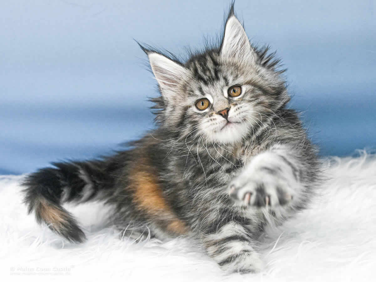 Tara 8 Wochen alt, 1265 g Maine Coon Kitten Tara 8 Wochen alt