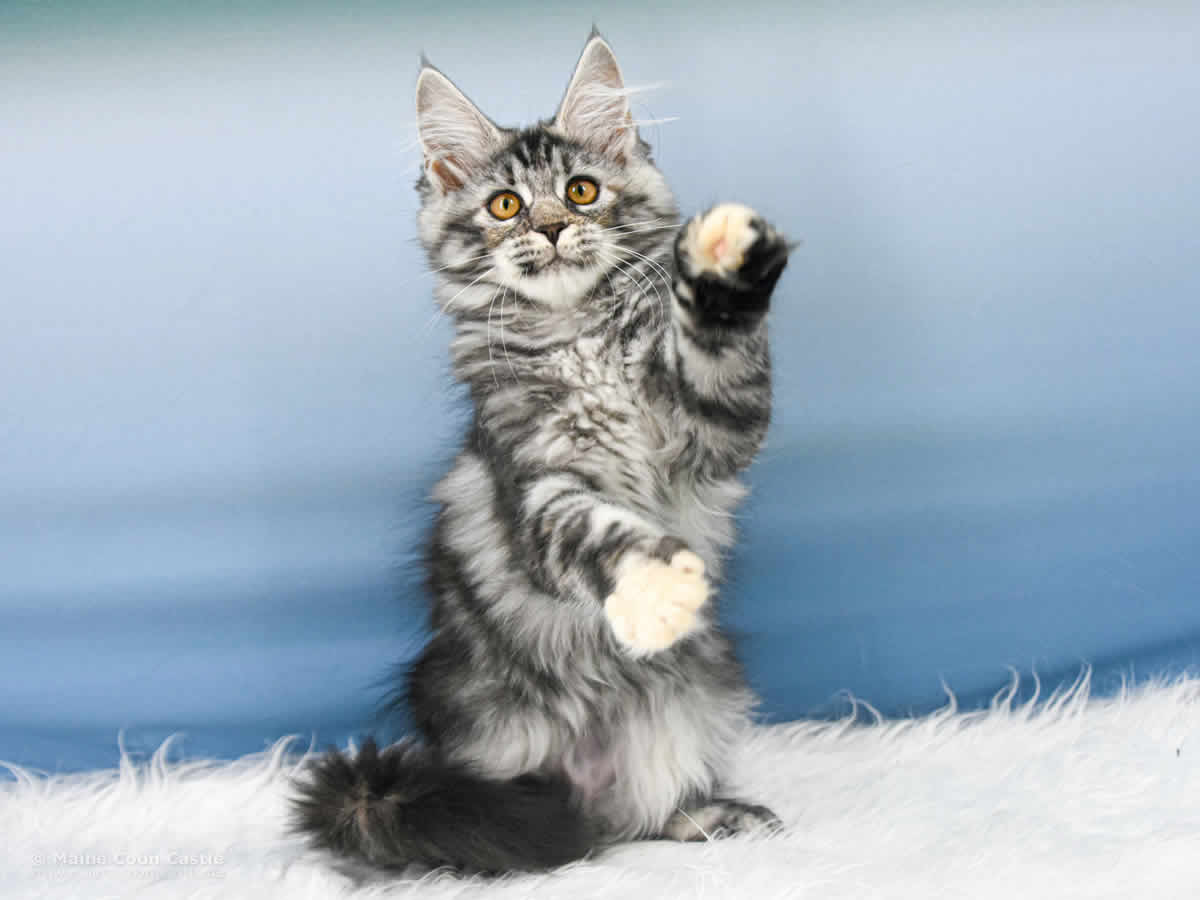 Tilly of Maine Coon Castle Tilly of Maine Coon Castle