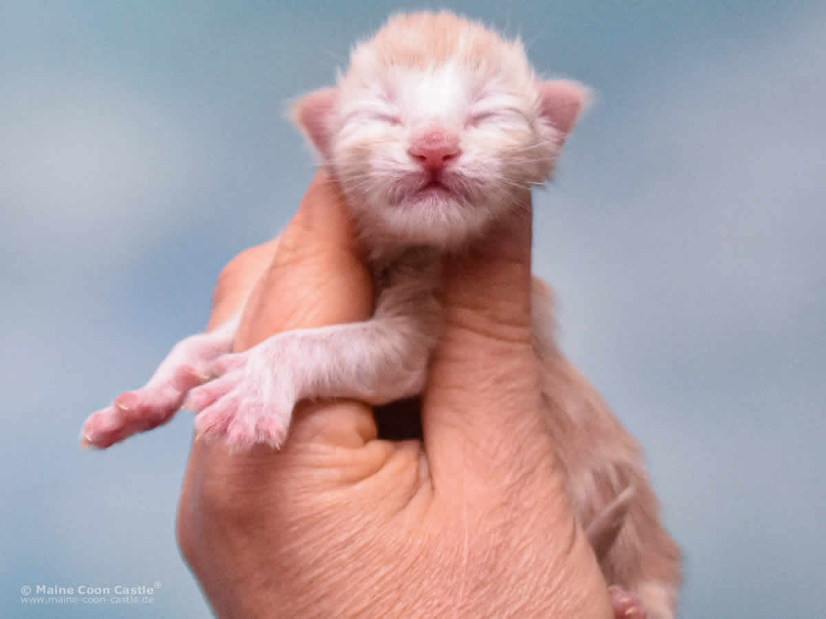 Toni 1 Tag alt Maine Coon Kitten Toni 1 Tag alt
