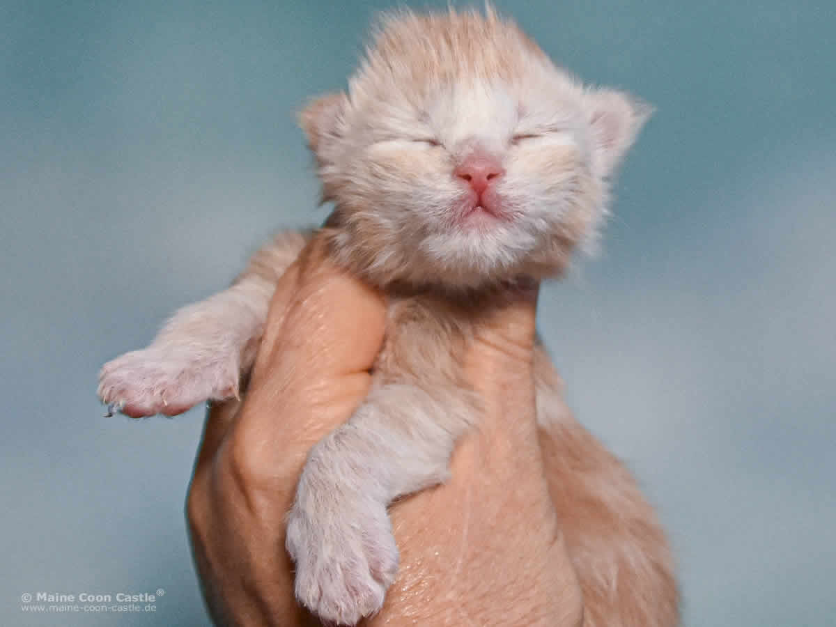 Toni 1 Woche alt, 256 g Maine Coon Kitten Toni 1 Woche alt