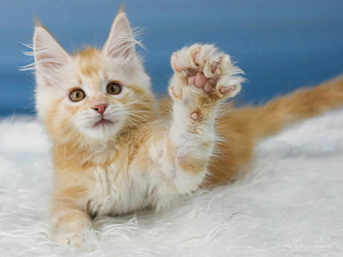 Toni 10 Wochen alt, 1560 g Maine Coon Kitten Toni 10 Wochen alt