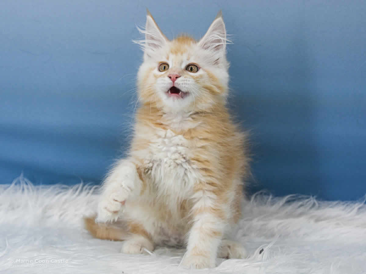 Toni 10 Wochen alt, 1560 g Maine Coon Kitten Toni 10 Wochen alt
