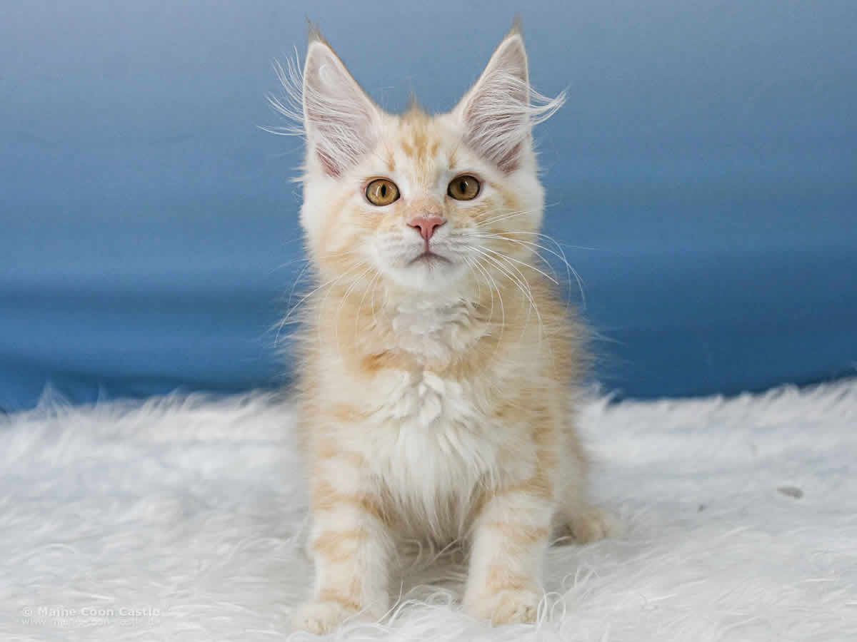 Toni 12 Wochen alt, 1900 g Maine Coon Kitten Toni 12 Wochen alt