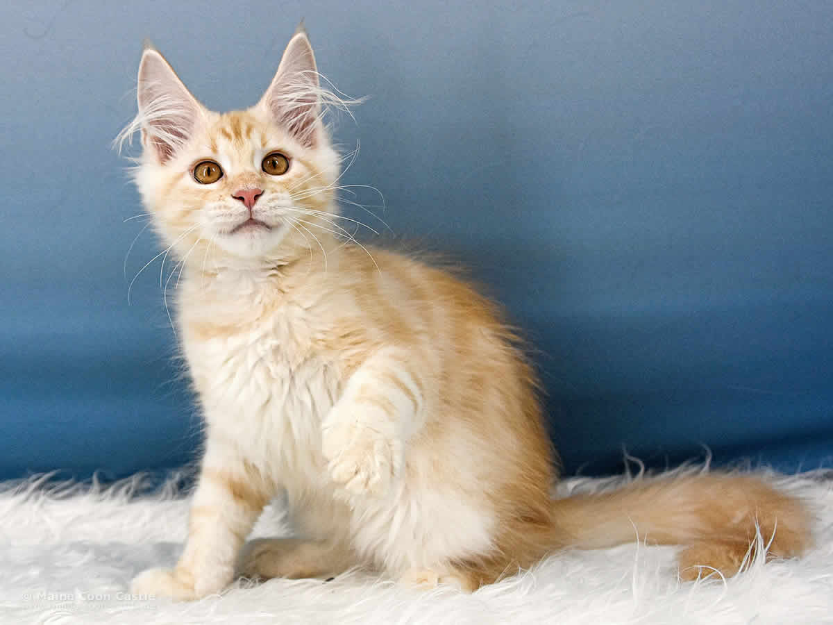 Toni of Maine Coon Castle Toni of Maine Coon Castle