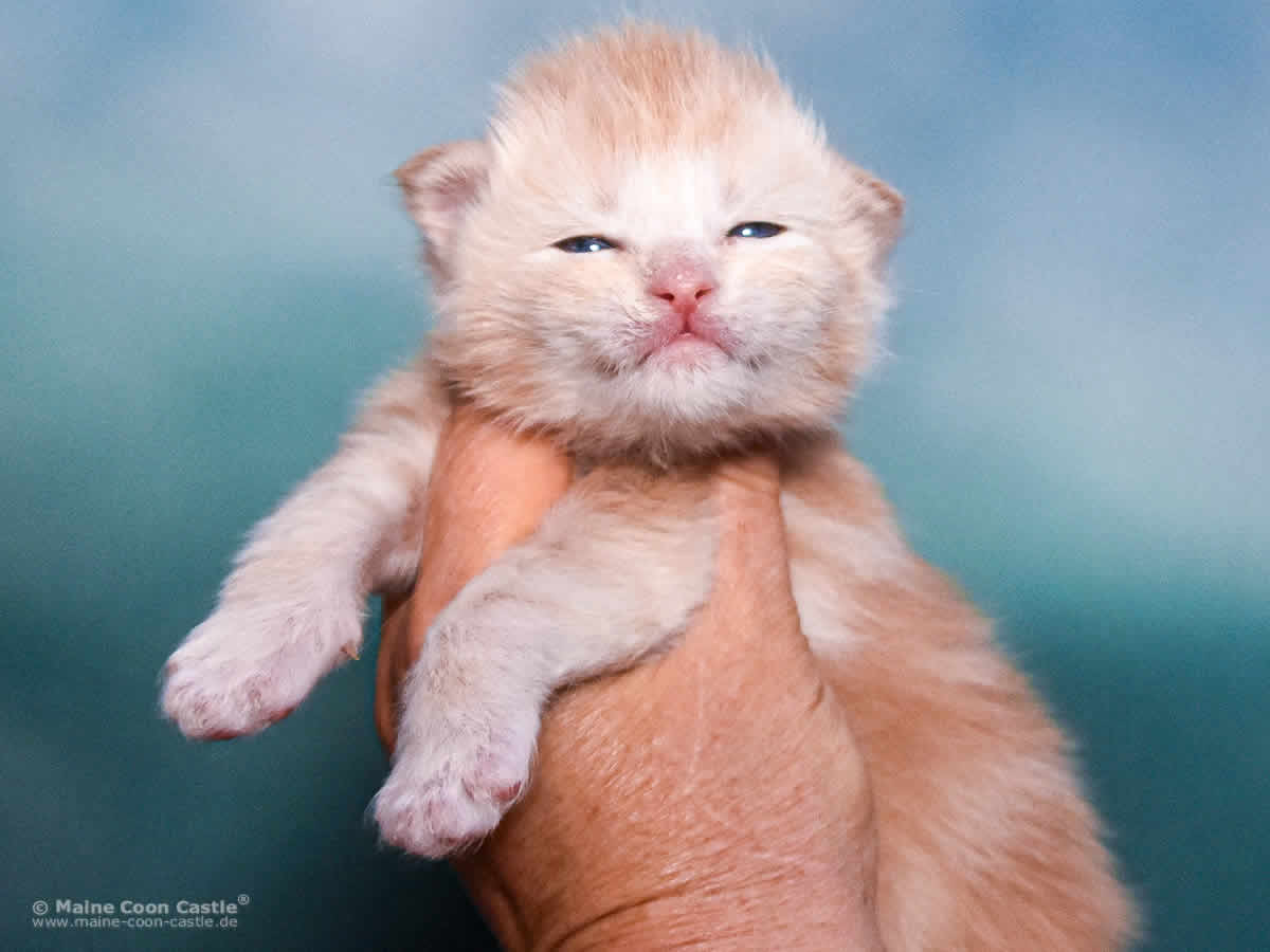 Toni 2 Wochen alt, 398 g Maine Coon Kitten Toni 2 Wochen alt