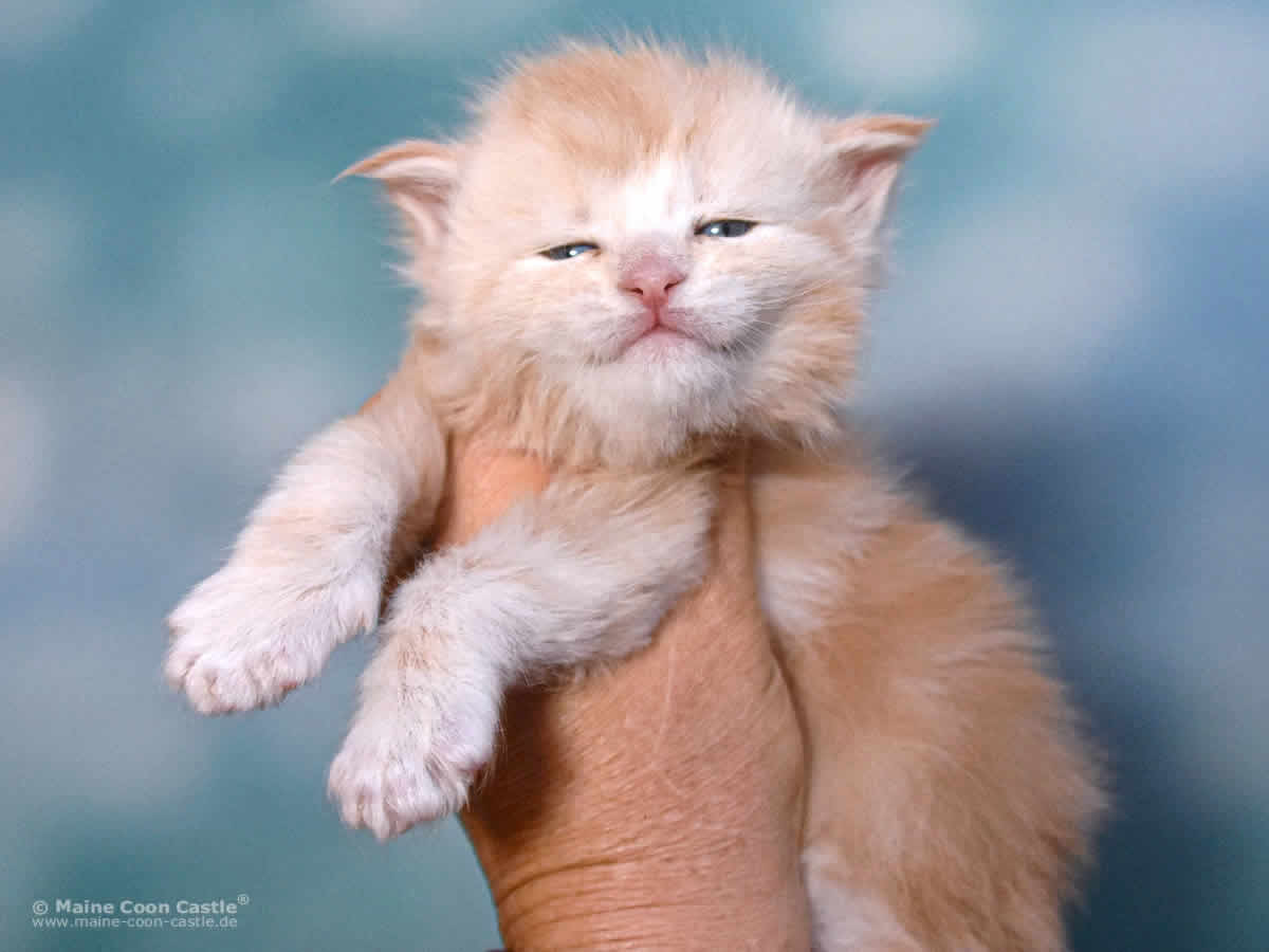 Toni 3 Wochen alt, 526 g Maine Coon Kitten Toni 3 Wochen alt