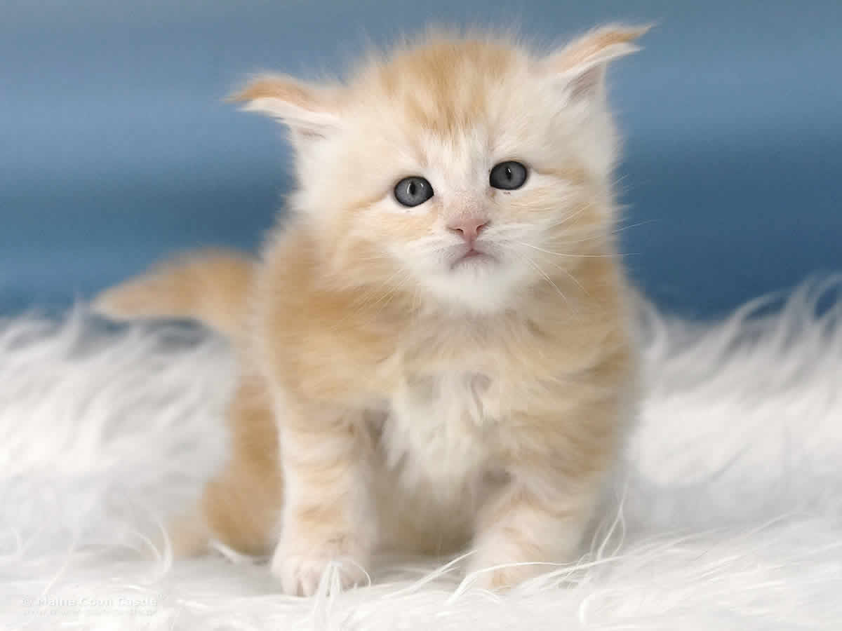 Toni 4 Wochen alt, 624 g Maine Coon Kitten Toni 4 Wochen alt