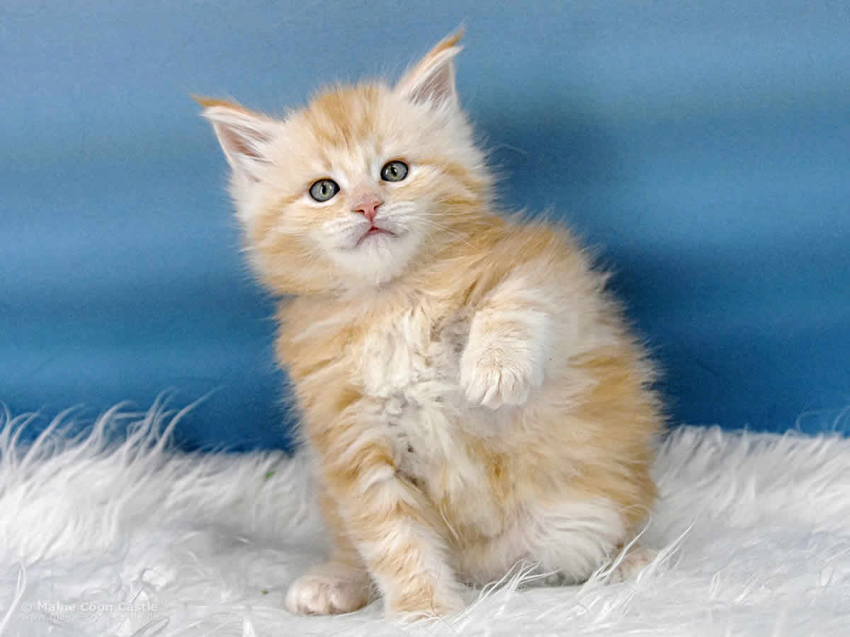 Toni 5 Wochen alt, 780 g Maine Coon Kitten Toni 5 Wochen alt