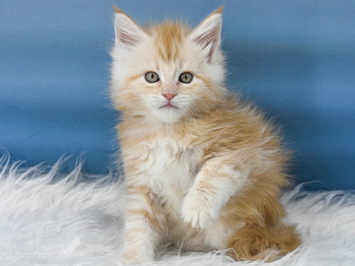 Toni 6 Wochen alt, 834 g Maine Coon Kitten Toni 6 Wochen alt