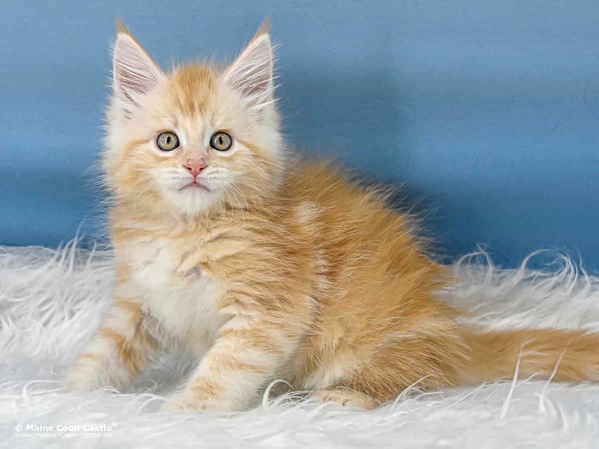 Toni 7 Wochen alt, 1020 g Maine Coon Kitten Toni 7 Wochen alt