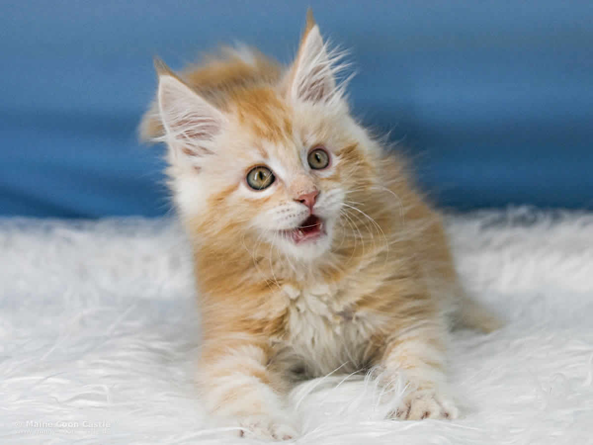 Toni 8 Wochen alt, 1280 g Maine Coon Kitten Toni 8 Wochen alt