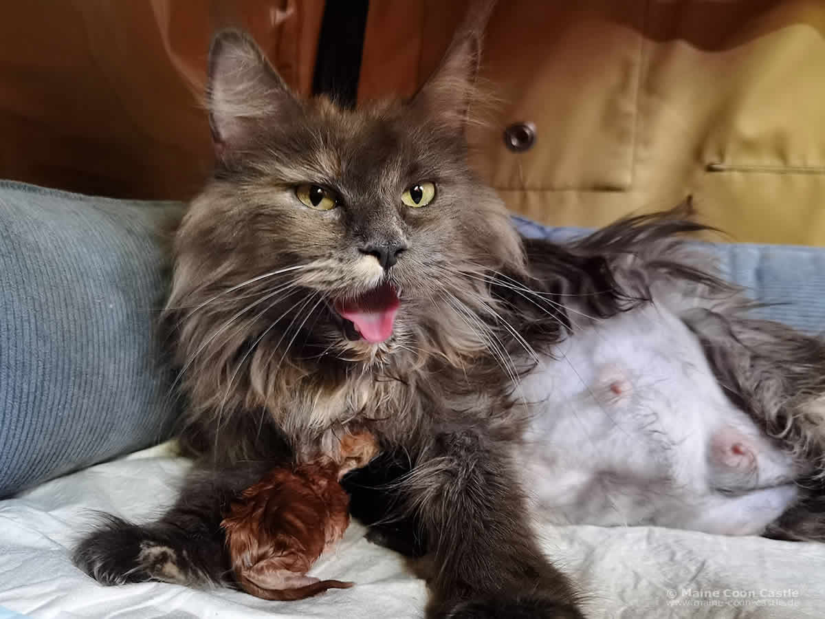 Maine Coon Katze Ivette hat Wehen Katzengeburt: Midnightfire´s Ivette in den Wehen