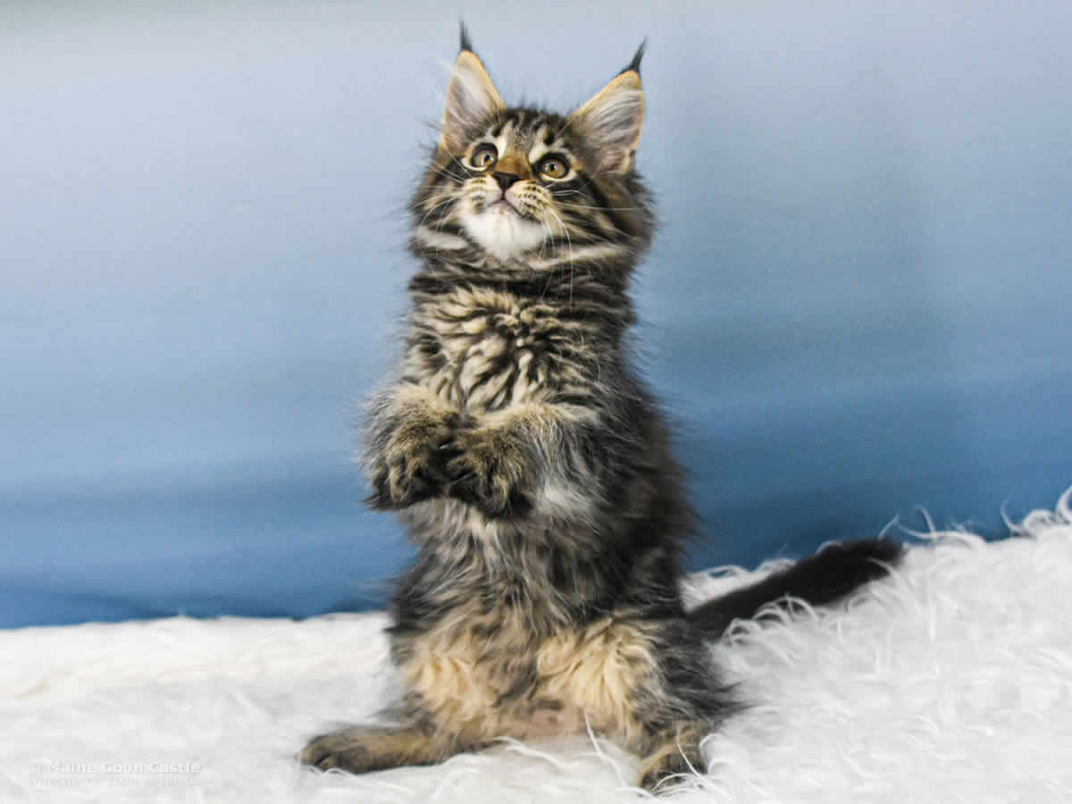 Maine Coon Baby Ula of Maine Coon Castle Maine Coon Baby Ula of Maine Coon Castle