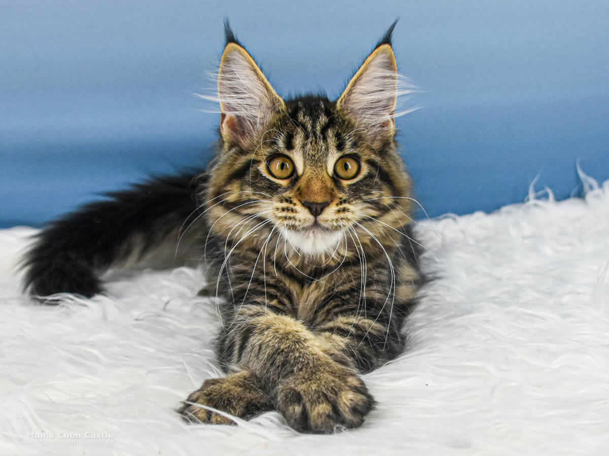 Ula of Maine Coon Castle Ula of Maine Coon Castle