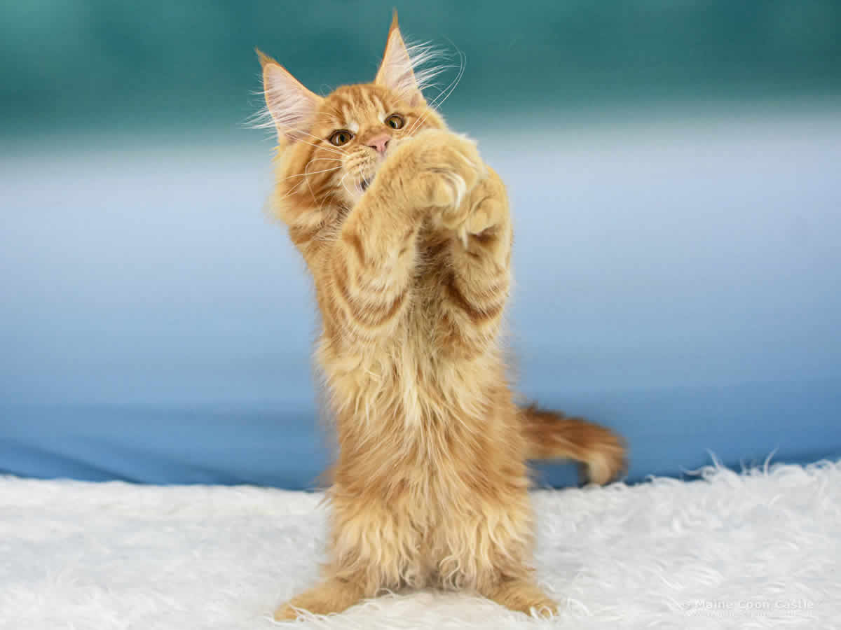 Maine Coon Kitten Ulf of Maine Coon Castle Maine Coon Kitten Ulf of Maine Coon Castle