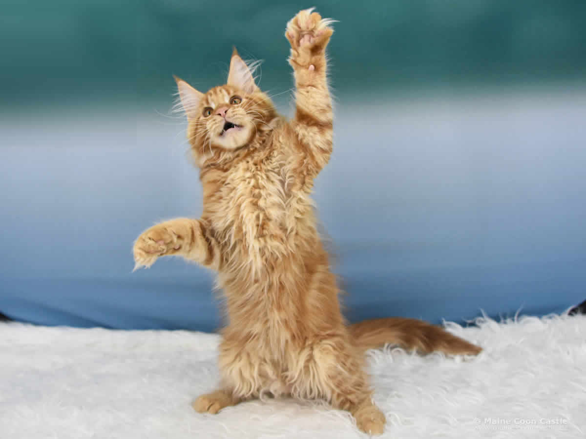 Ulf of Maine Coon Castle Ulf of Maine Coon Castle