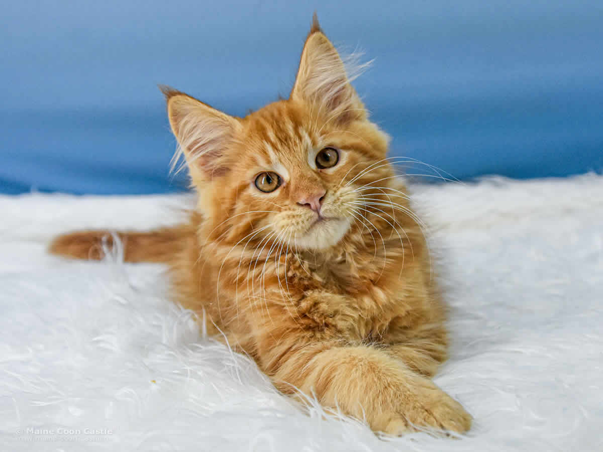 Urs of Maine Coon Castle Urs of Maine Coon Castle