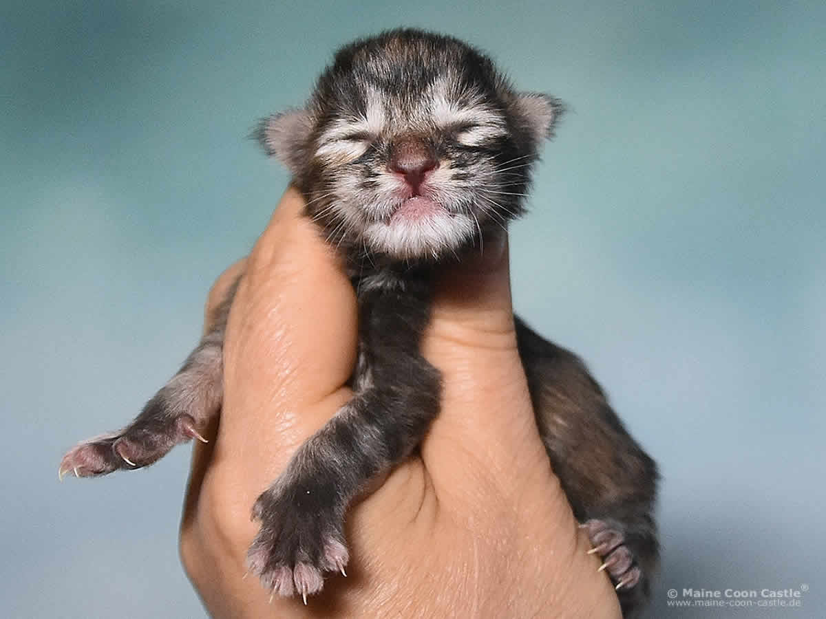 Ushi 1 Tag alt, 114 g Maine Coon Baby Ushi 1 Tag alt