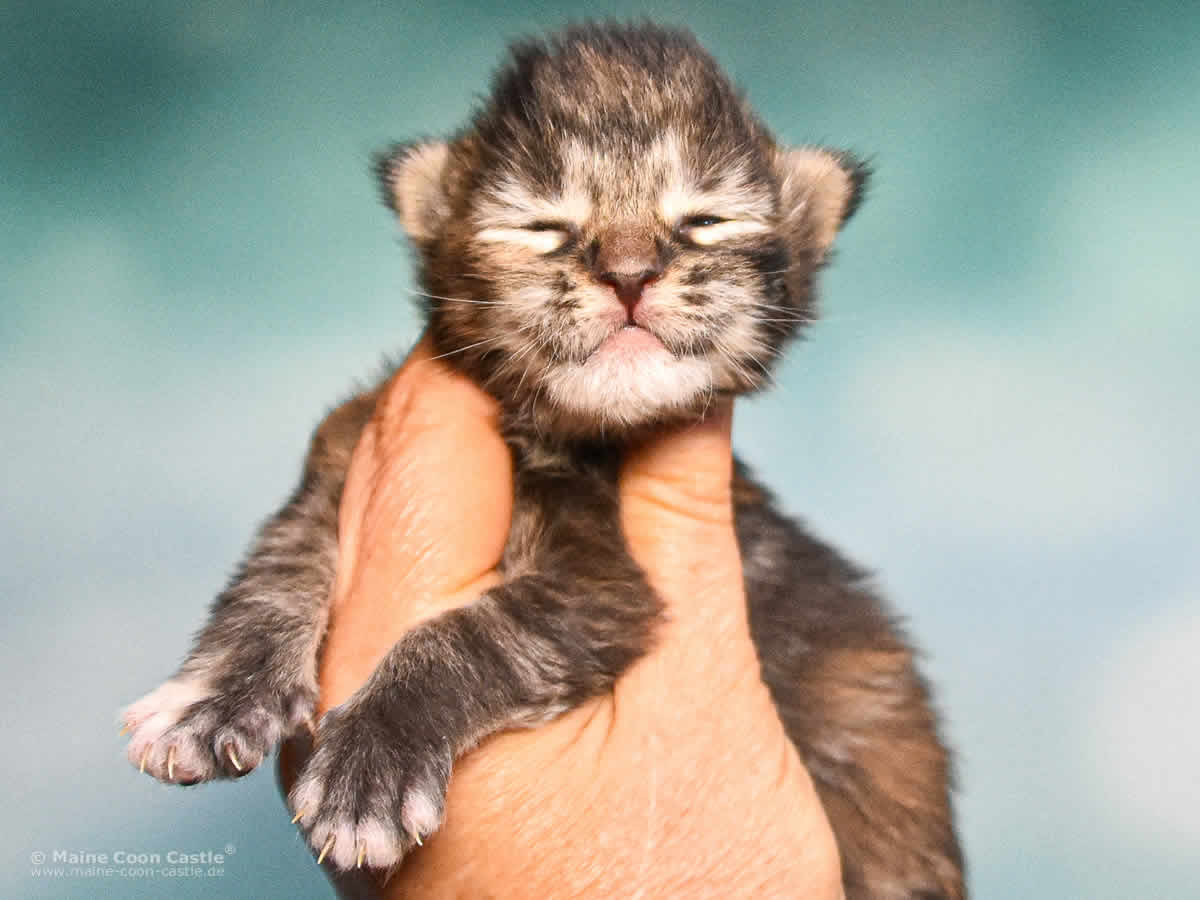 Ushi 1 Woche alt, 232 g Maine Coon Baby Ushi 1 Woche alt