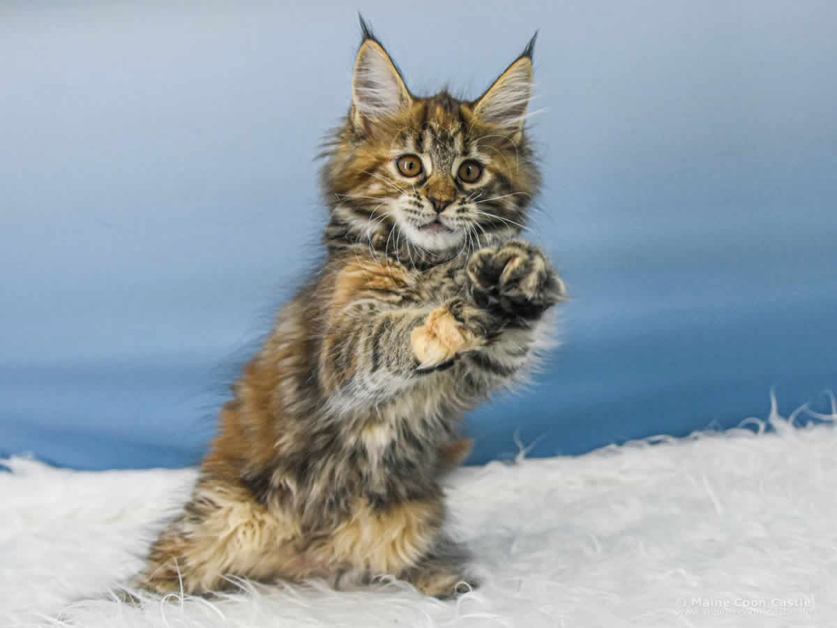 Ushi 10 Wochen alt, 1310 g Maine Coon Baby Ushi 10 Wochen alt